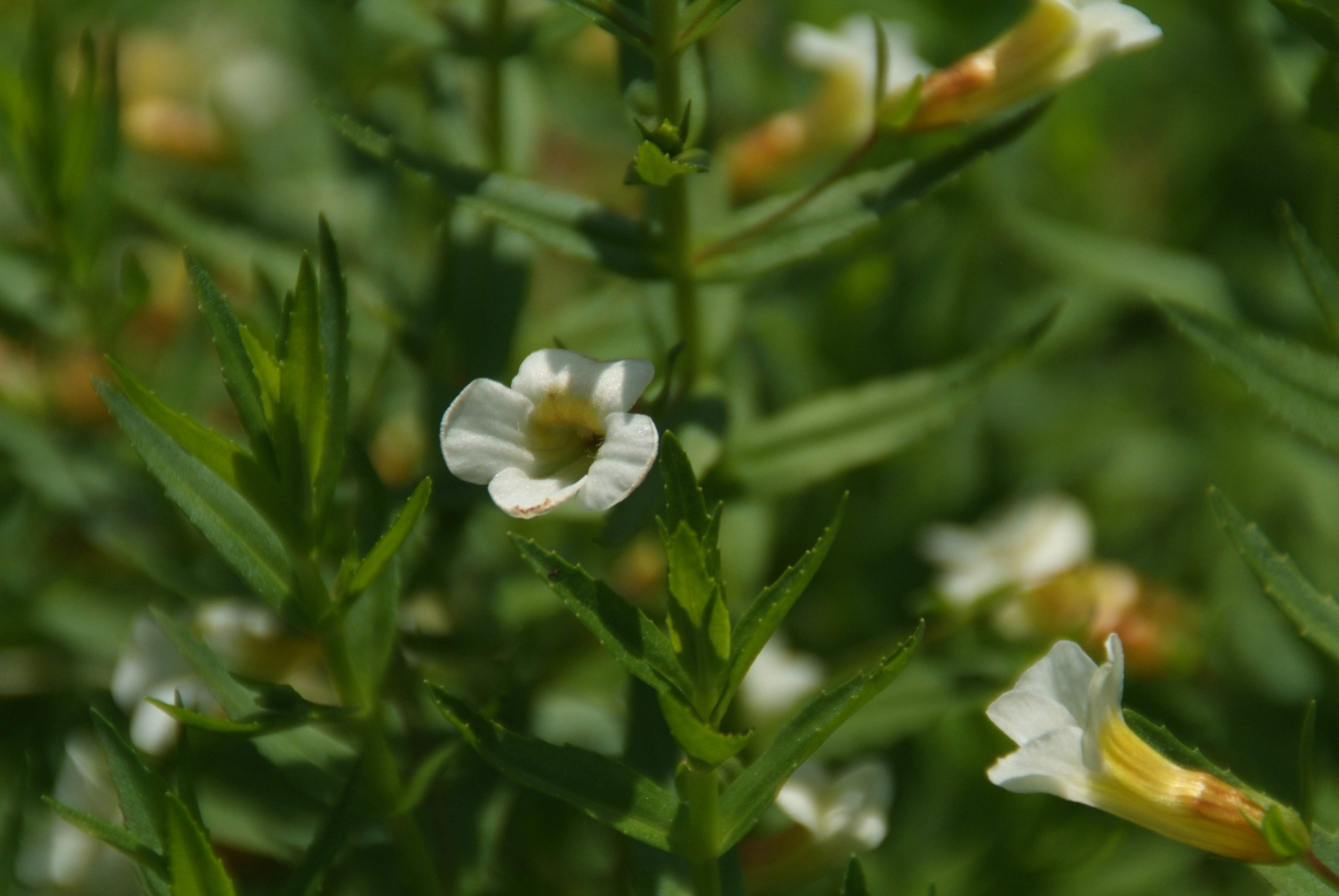 Gratiola officinalisGenadekruid bestellen